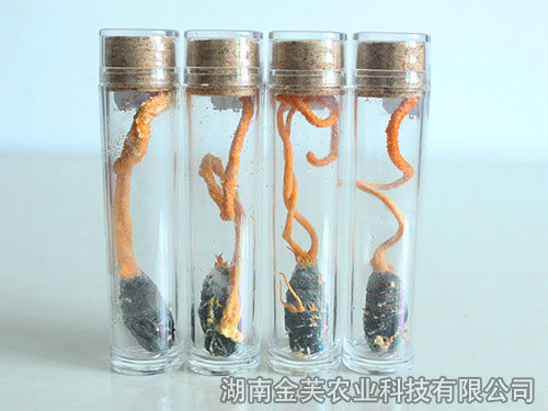 鮮活蛹體蛹蟲草