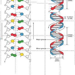 湖南金芙農(nóng)業(yè)科技有限公司,羊肚菌,蛹蟲草鮮品,蛹蟲草干品,蟲草超微粉,蟲草酒哪里好