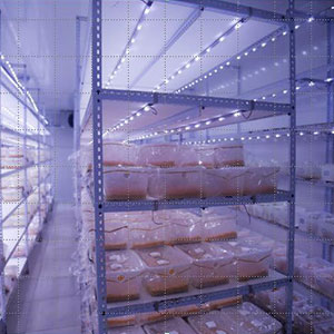 湖南金芙農(nóng)業(yè)科技有限公司,羊肚菌,蛹蟲草鮮品,蛹蟲草干品,蟲草超微粉,蟲草酒哪里好 湖南金芙農(nóng)業(yè)科技有限公司,羊肚菌,蛹蟲草鮮品,蛹蟲草干品,蟲草超微粉,蟲草酒哪里好