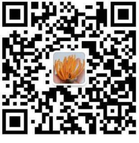 湖南金芙農(nóng)業(yè)科技有限公司,湖南蛹蟲(chóng)草,湖南羊肚菌,蛹蟲(chóng)草,羊肚菌,龍新,蟲(chóng)草酒哪里好,衡陽(yáng)食用菌,衡陽(yáng)羊肚菌,衡陽(yáng)蛹蟲(chóng)草