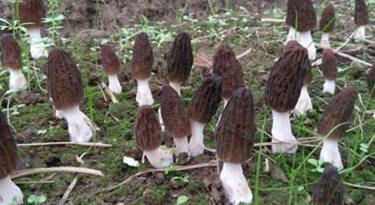 湖南金芙農(nóng)業(yè)科技有限公司,湖南蛹蟲(chóng)草,湖南羊肚菌,蛹蟲(chóng)草,羊肚菌,龍新,蟲(chóng)草酒哪里好,衡陽(yáng)食用菌,衡陽(yáng)羊肚菌,衡陽(yáng)蛹蟲(chóng)草