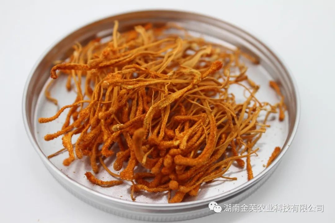 湖南金芙農(nóng)業(yè)科技有限公司,湖南蛹蟲草,湖南羊肚菌,蛹蟲草,羊肚菌,龍新,蟲草酒哪里好,衡陽食用菌,衡陽羊肚菌,衡陽蛹蟲草