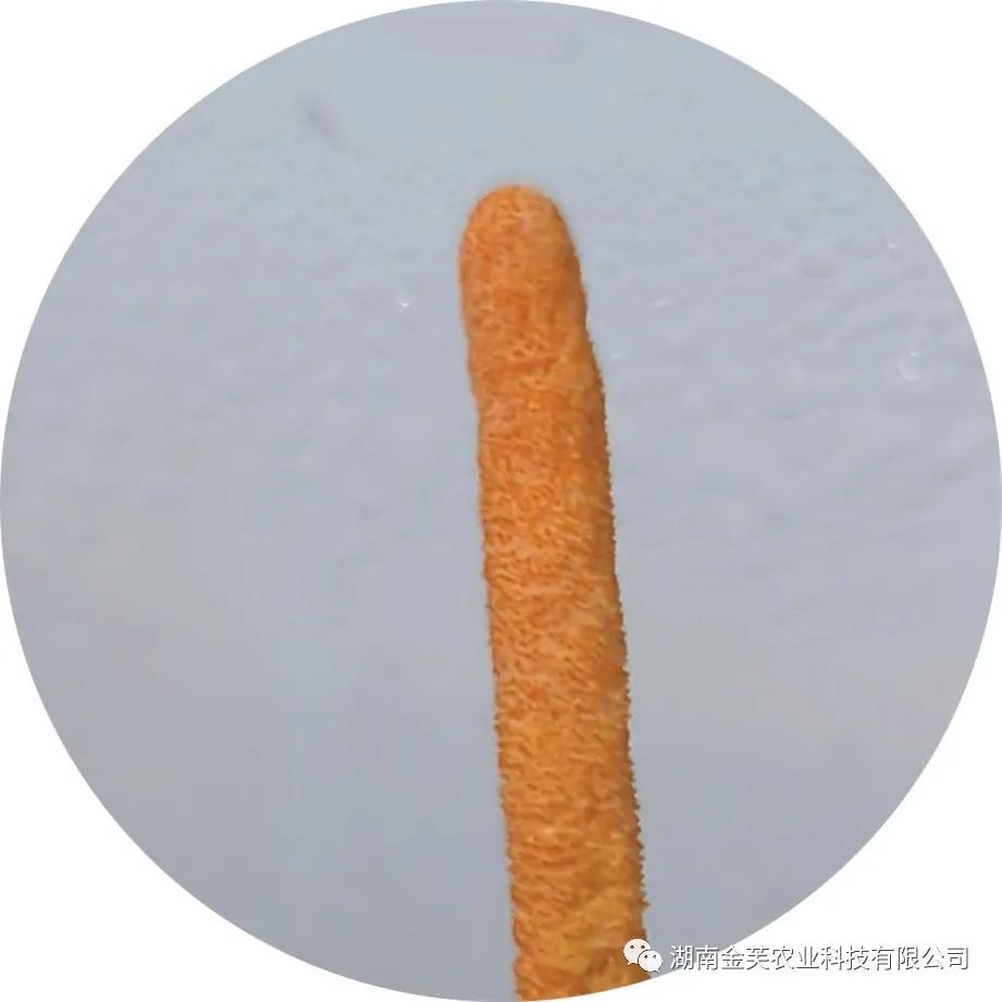 湖南金芙農(nóng)業(yè)科技有限公司,湖南蛹蟲草,湖南羊肚菌,蛹蟲草,羊肚菌,龍新,蟲草酒哪里好,衡陽食用菌,衡陽羊肚菌,衡陽蛹蟲草